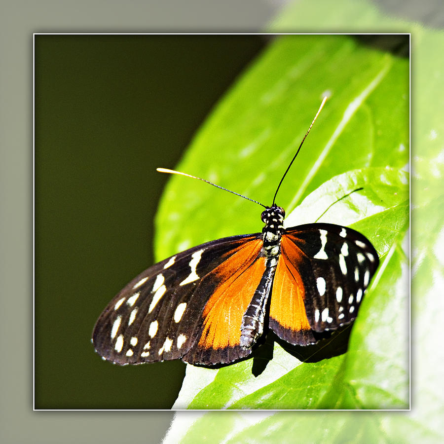 Butterfly 17b Photograph