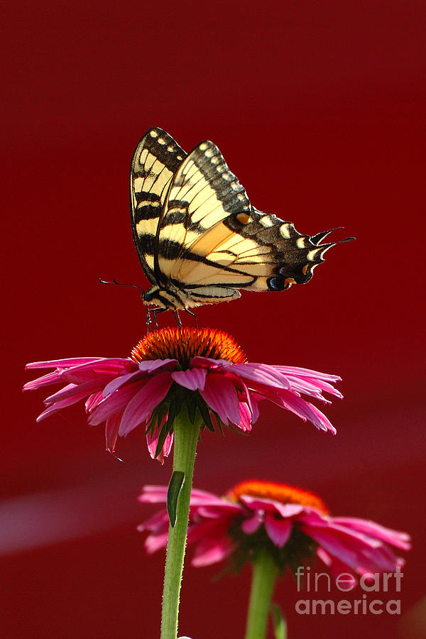 Butterfly 2 2013 Photograph by Edward Sobuta