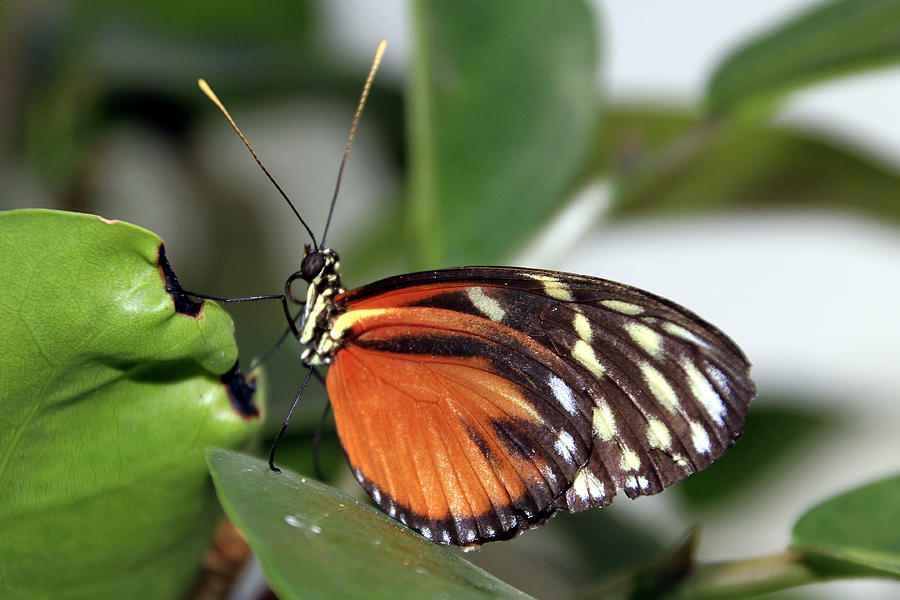 Butterfly Photograph - Key West Butterfly 2 by Bob Slitzan