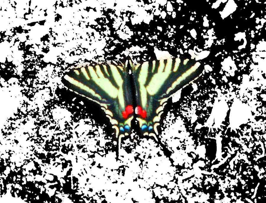 Butterfly 2 Digital Art by Cathy Anderson
