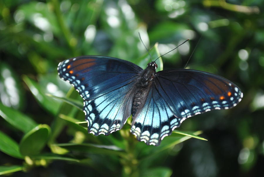 Butterfly 2 Photograph by Dan Caskey