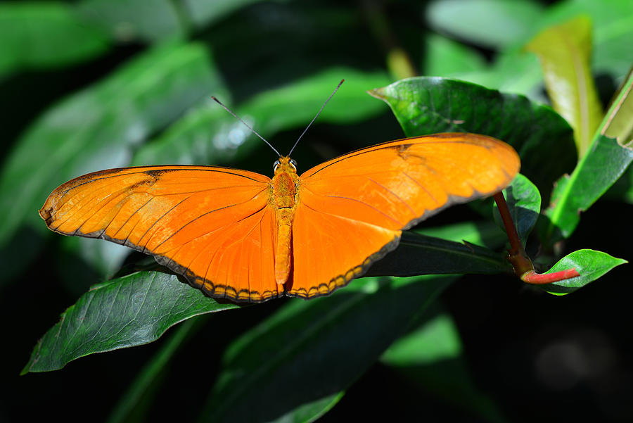 Butterfly 2 Photograph by Dragan Kudjerski