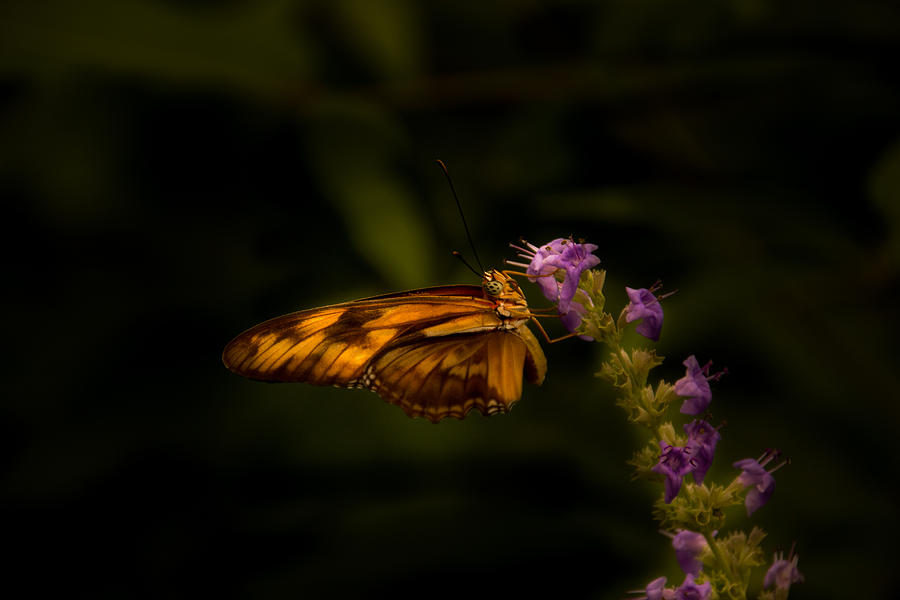 Butterfly 2 Photograph by Jay Stockhaus