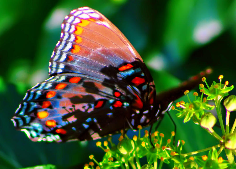 Butterfly 2 Photograph by Kara  Stewart
