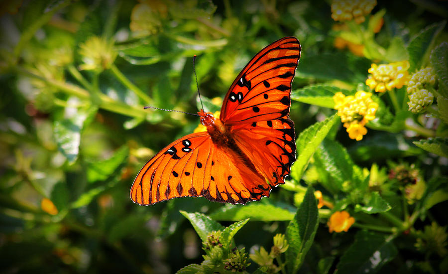 Butterfly 2 Photograph by Reid Callaway