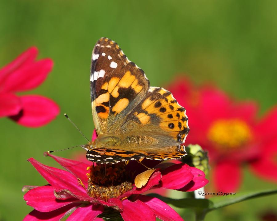 Butterfly 2 Photograph by Steven Clipperton