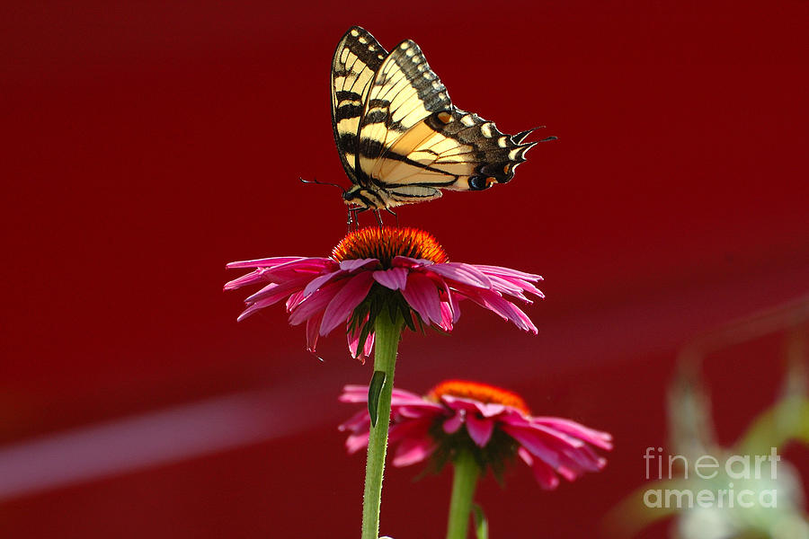 Butterfly 3 2013 Photograph by Edward Sobuta