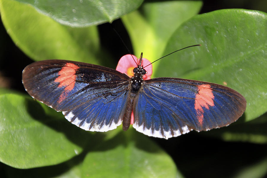 Key West Butterfly 3 Photograph by Bob Slitzan