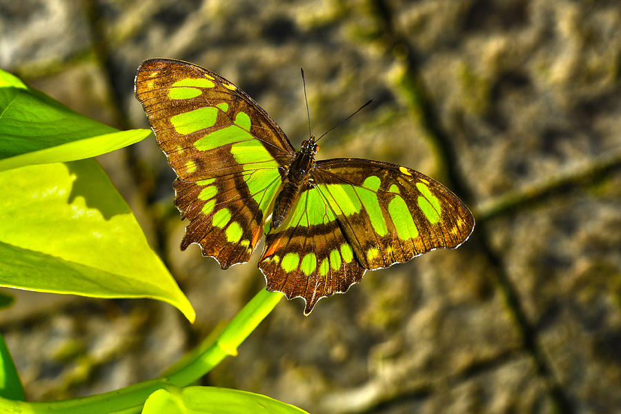Butterfly 3 Photograph by Dragan Kudjerski