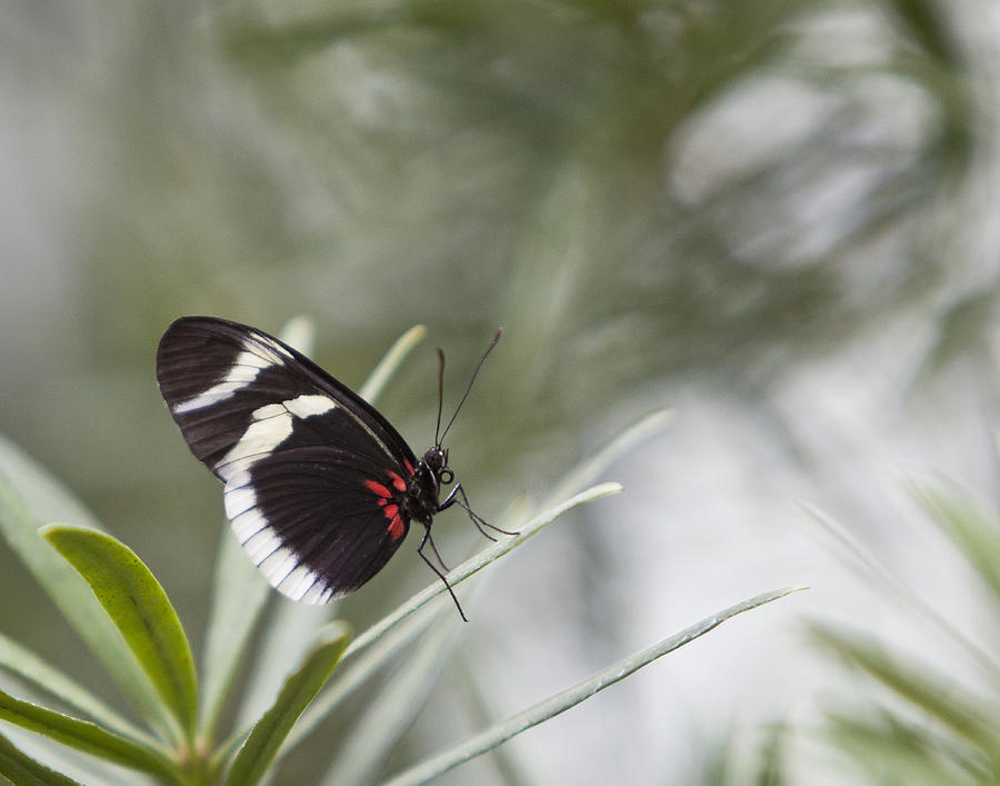 Butterfly 3 Photograph by John Barfield - Fine Art America