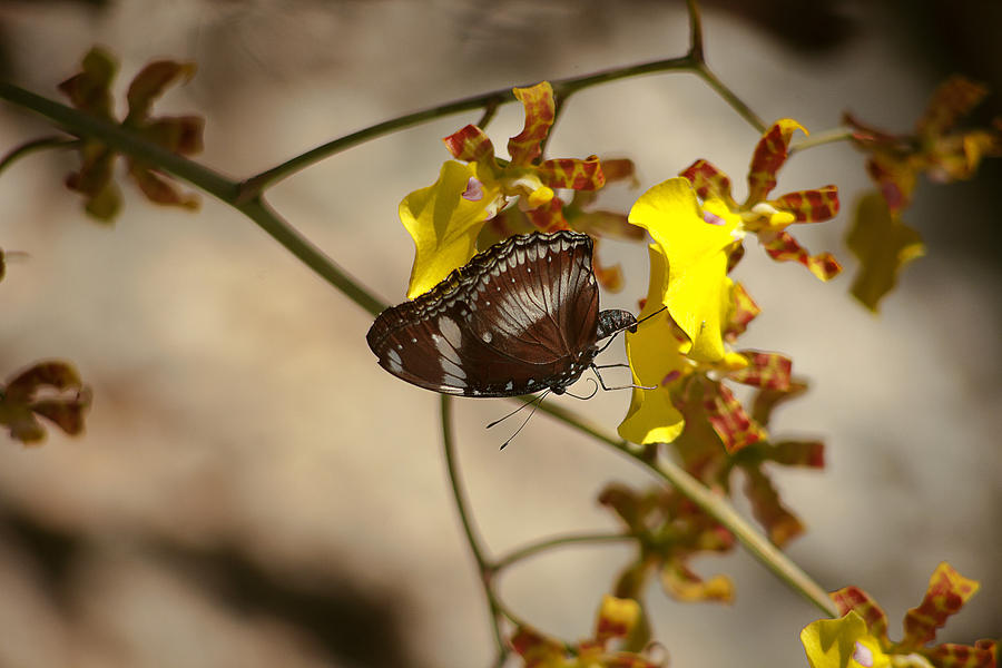 Flowers Photograph - Butterfly 3 by Michael Guirguis Flowers Photograph - Butterfly 3 by Michael Guirguis