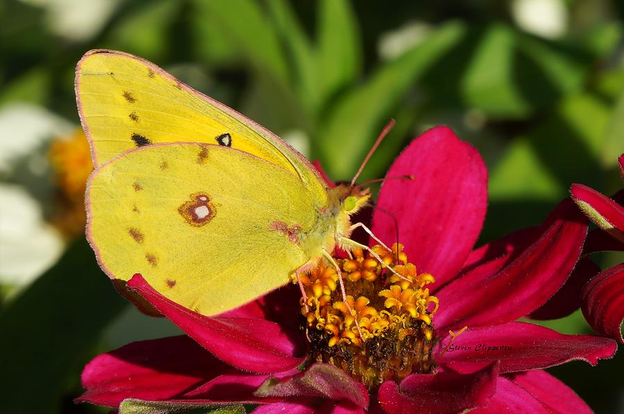 Butterfly 3 Photograph by Steven Clipperton