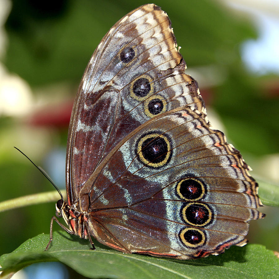 Butterfly 4 Photograph by Bob Slitzan