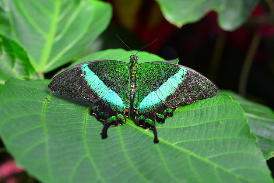 Butterfly 4 Photograph by Dragan Kudjerski