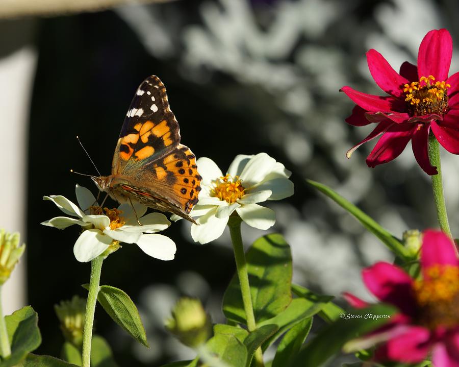 Butterfly 4 Photograph by Steven Clipperton
