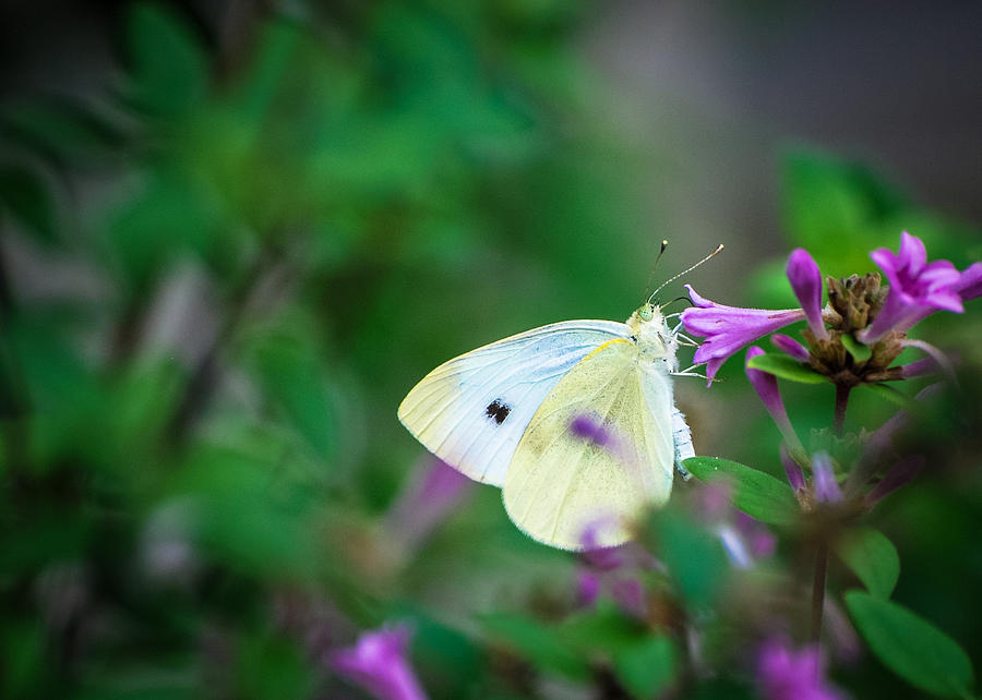 Butterfly 5 Photograph by Dana Bell - Fine Art America