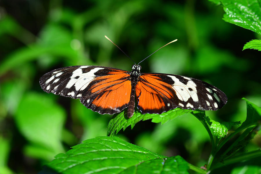 Butterfly 5 Photograph by Dragan Kudjerski
