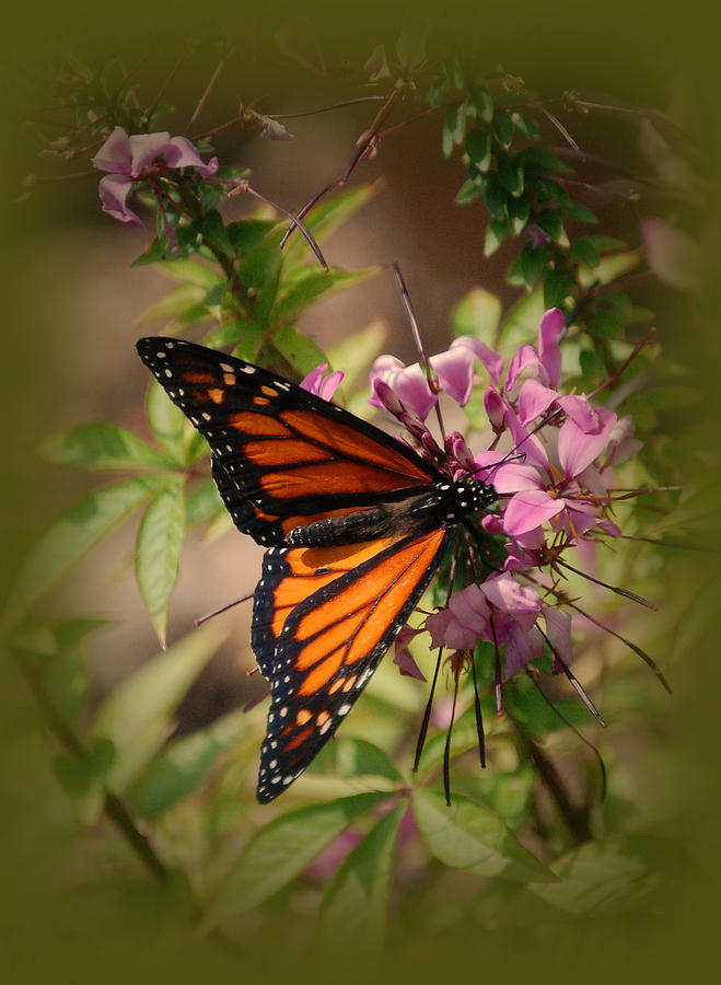 Butterfly Photograph - Butterfly 5 by Leticia Latocki