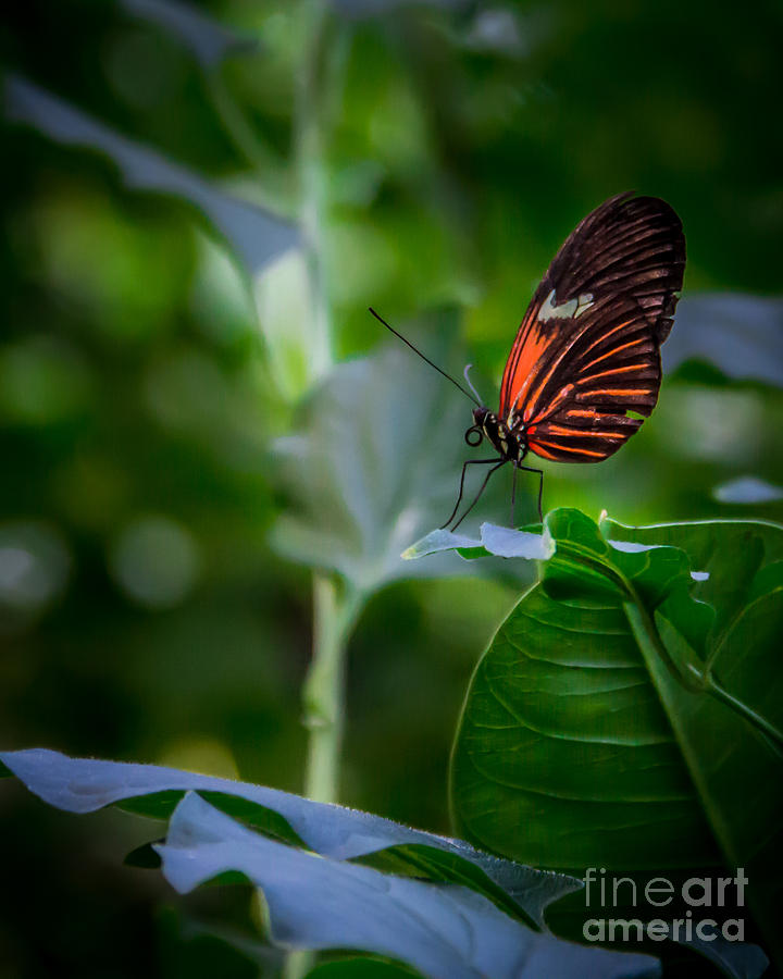 Butterfly 5  Photograph by Perry Webster