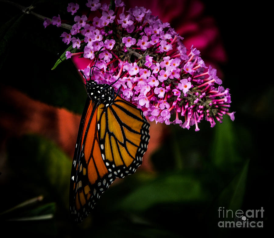 Butterfly 5 Photograph by Ronald Grogan