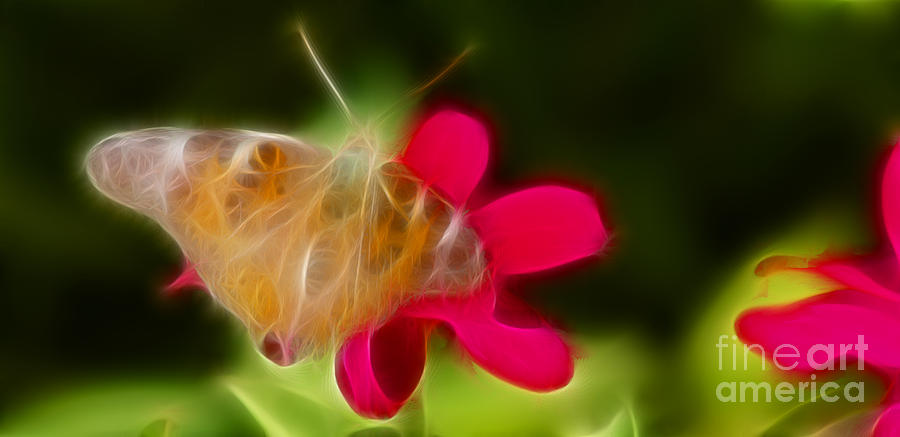 Butterfly Photograph - Butterfly-5290-fractal by Gary Gingrich Galleries