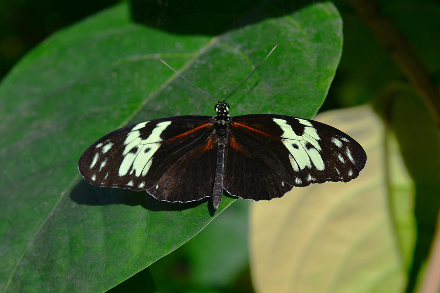 Butterfly 6 Photograph by Dragan Kudjerski