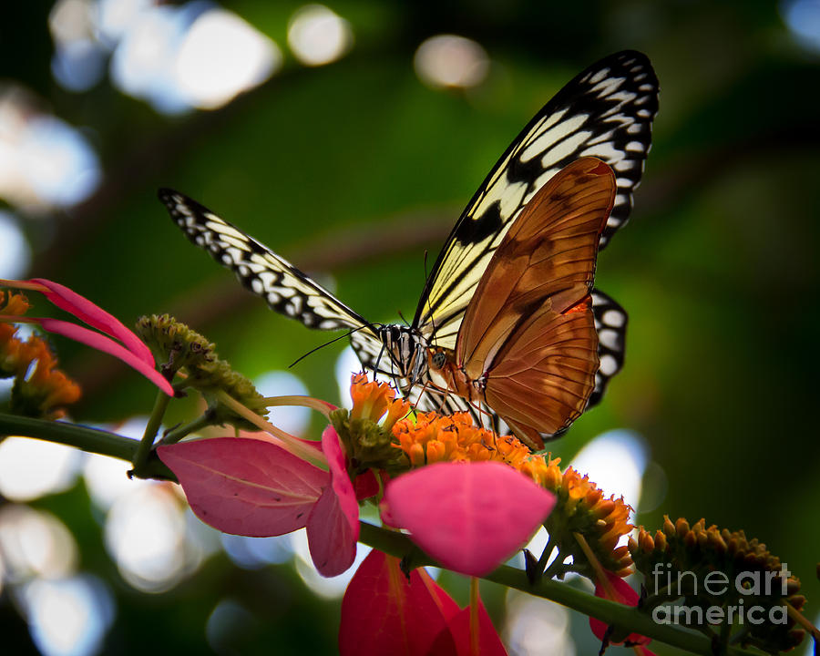 Butterfly 6 Photograph by Perry Webster