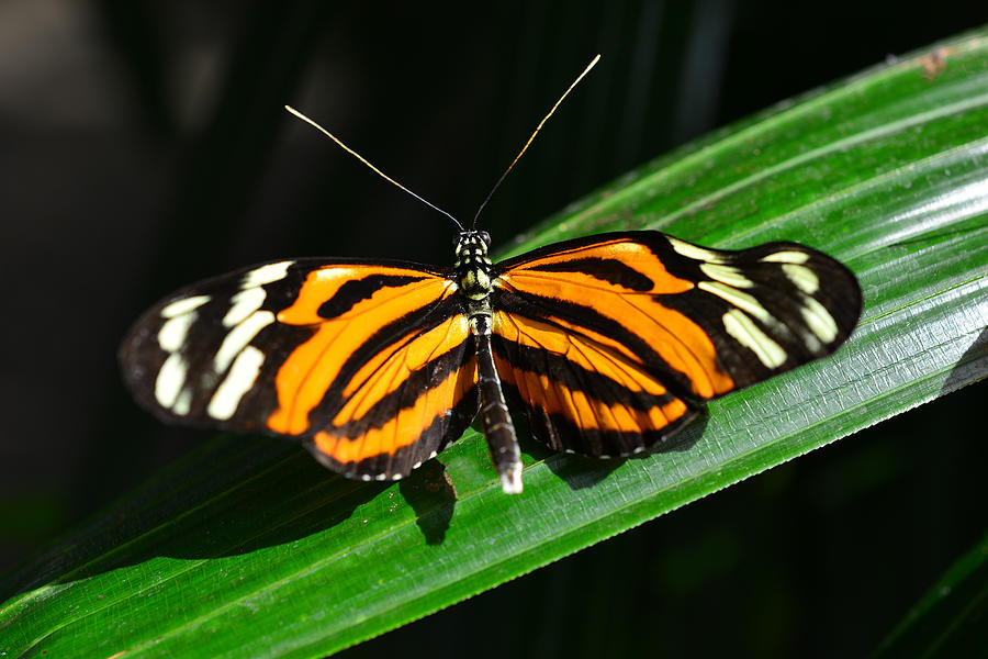 Butterfly 7 Photograph by Dragan Kudjerski