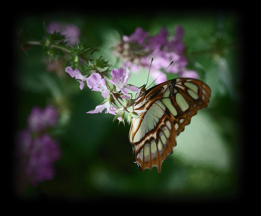 Butterfly 7 Photograph by Leticia Latocki
