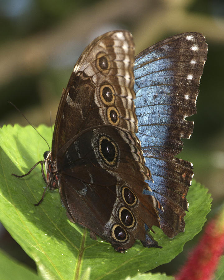 Butterfly 9 Photograph by Bob Slitzan