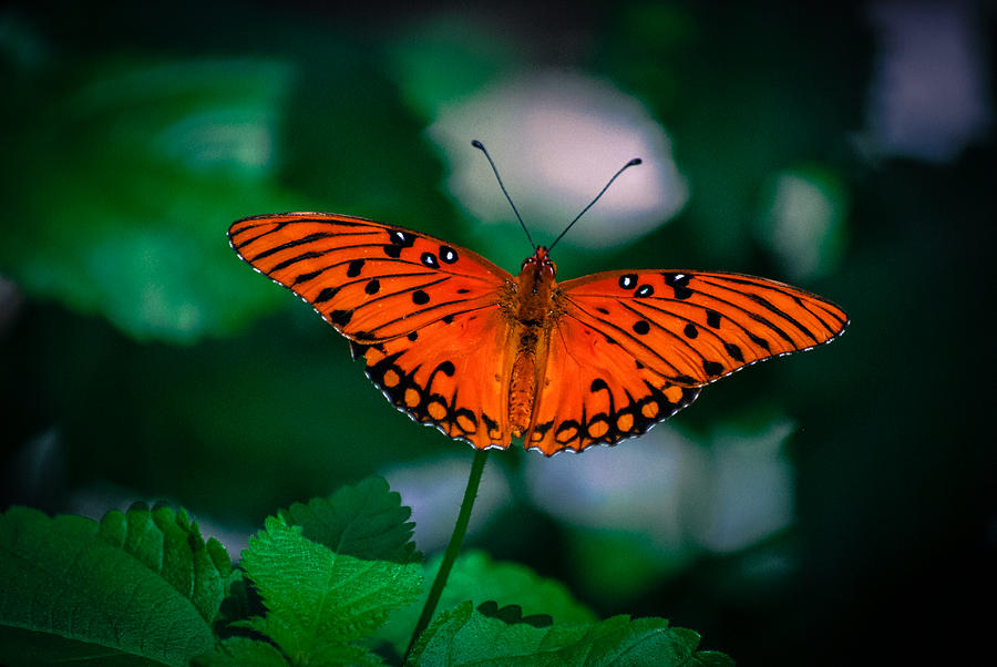 Butterfly 9 Photograph by Dana Bell - Fine Art America