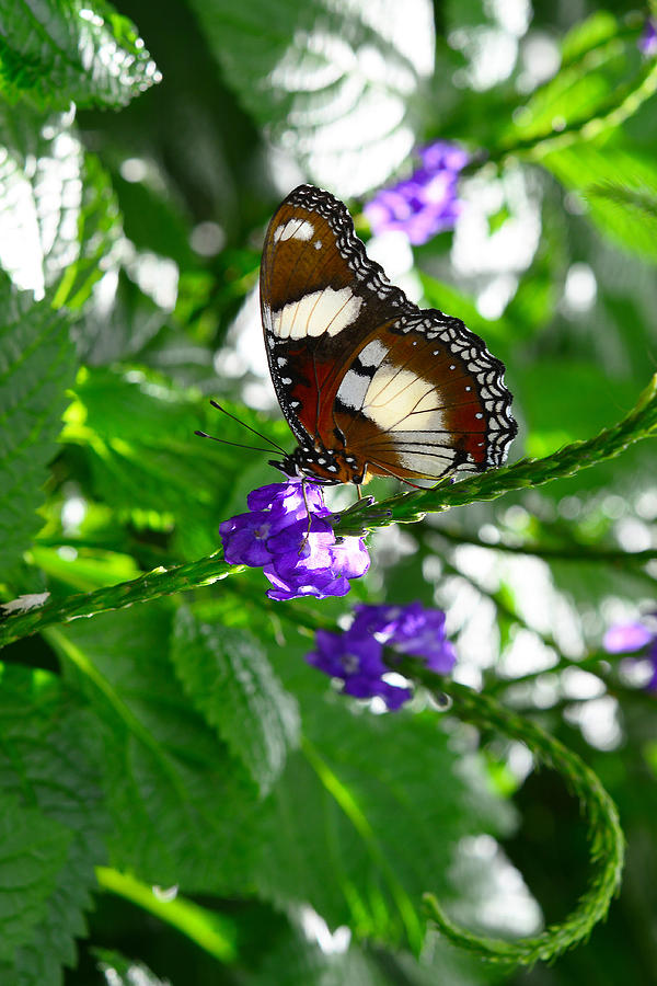 Butterfly 9 Photograph by Dragan Kudjerski
