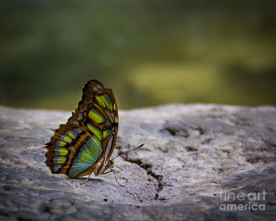 Butterfly 9  Photograph by Perry Webster