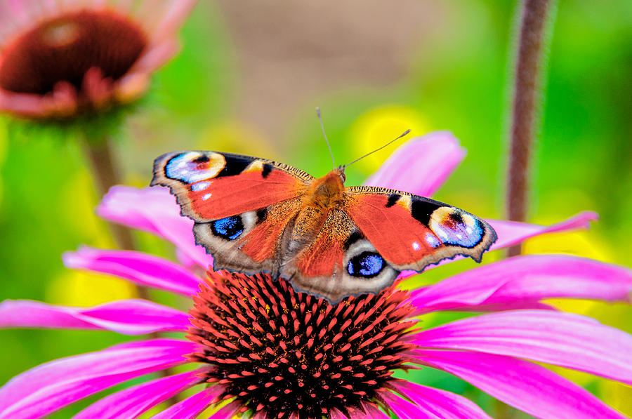 Butterfly Photograph by Alex Hiemstra