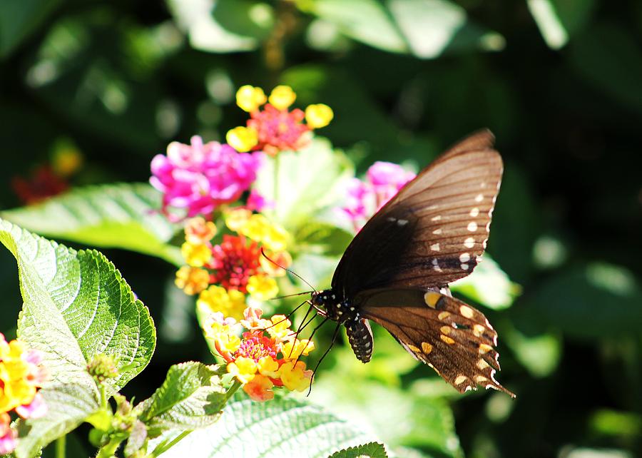 Butterfly Photograph by Alina Skye