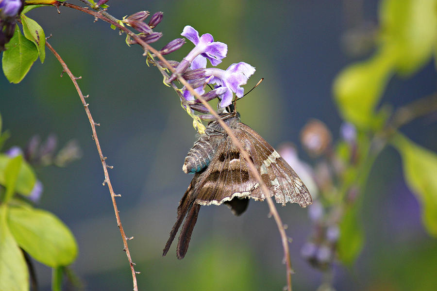 Butterfly and a Purple Bloom Photograph by Lynn Jordan