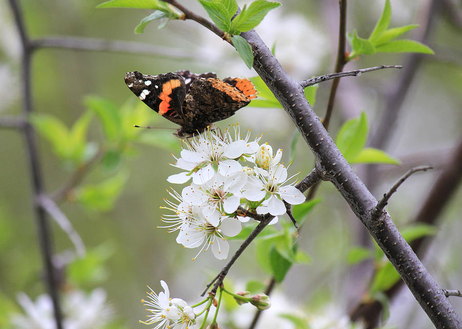 Butterfly and Apple Blossoms Photograph by Penny Meyers