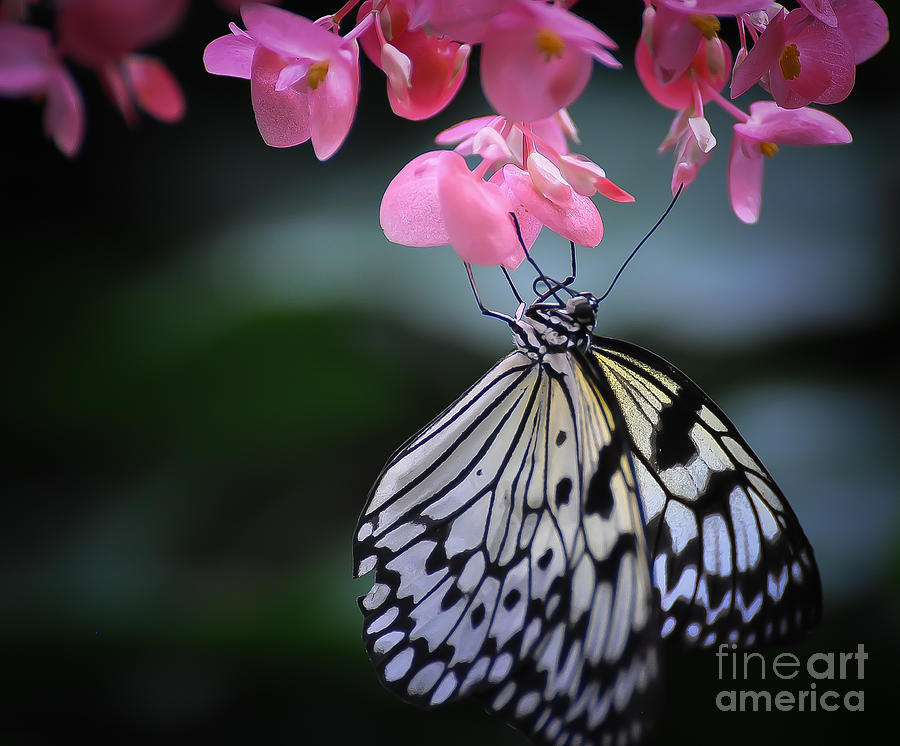 Butterfly and Blossoms Photograph by Bianca Nadeau