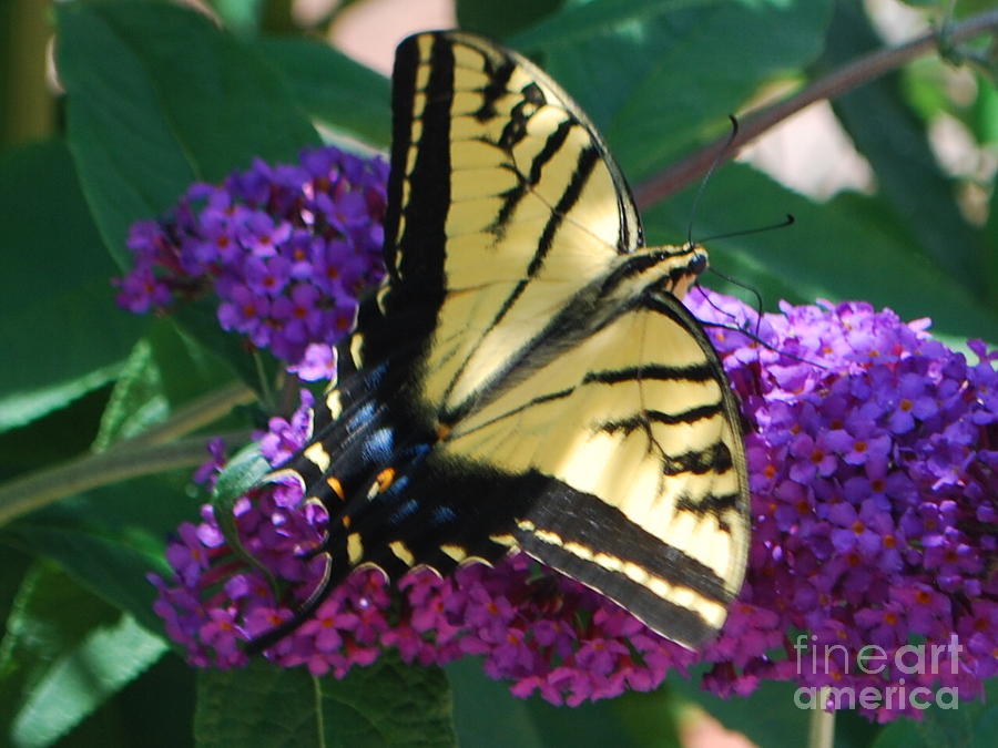 Butterfly and Bush Photograph by William Wyckoff
