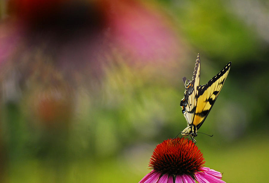 Butterfly and Cone Flower Photograph by Elsa Santoro