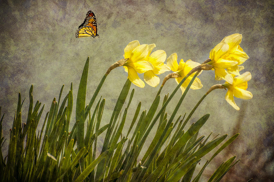 Butterfly and Daffodils Photograph by Cathy Kovarik