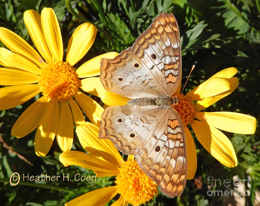 Butterfly and Daisies Photograph by Heather Coen