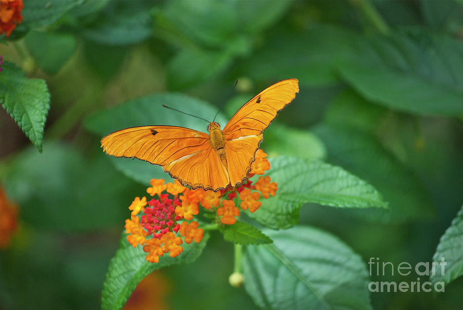 Butterfly and Floral Color Coordinated Photograph by Thomas Woolworth
