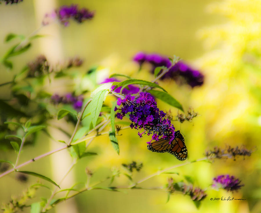 Butterfly And Flower Photograph by Ed Peterson