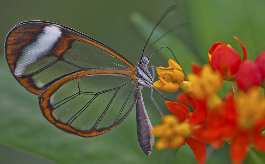Butterfly Photograph - Butterfly and Flower by Maj Seda