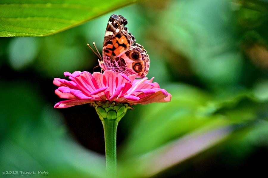 The Rock Photograph - Butterfly and Flower by Tara Potts