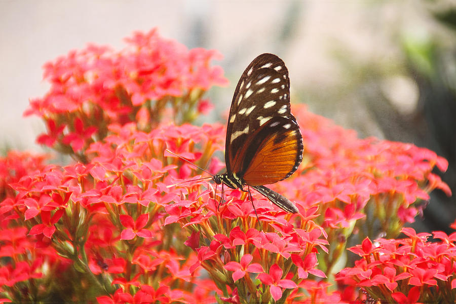 Butterfly and Flowers Photograph by Peggy Collins