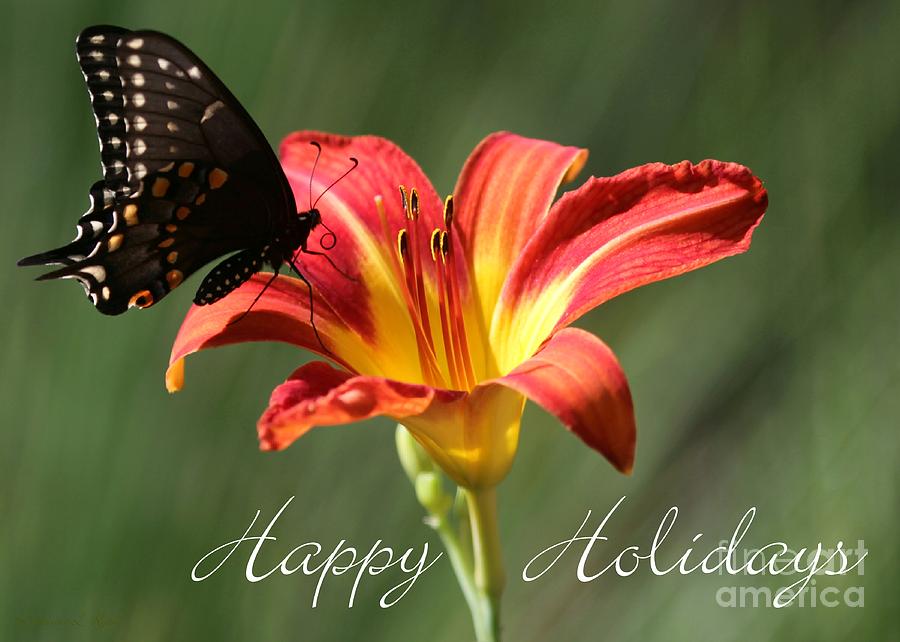 Butterfly and Lily Holiday Card Photograph by Sabrina L Ryan