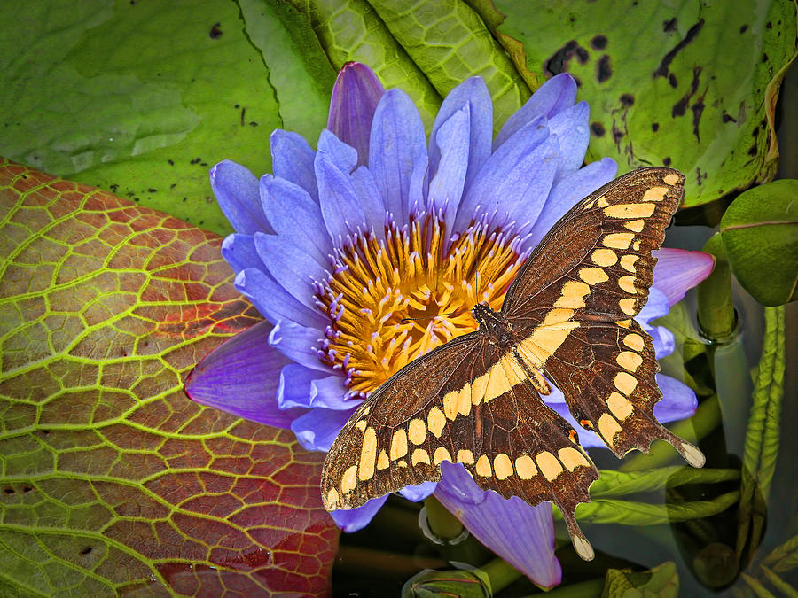 Butterfly And Lily Photograph By Rudy Umans