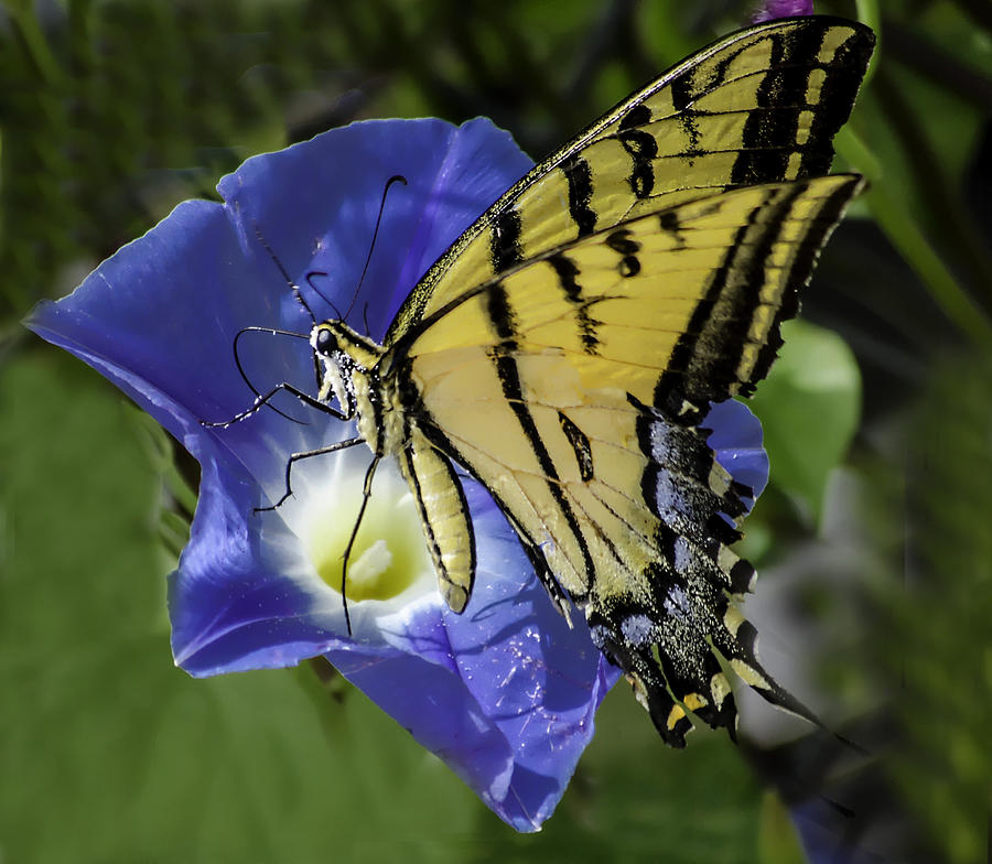 Butterfly and Morning Glory Photograph by George Davidson | Fine Art ...